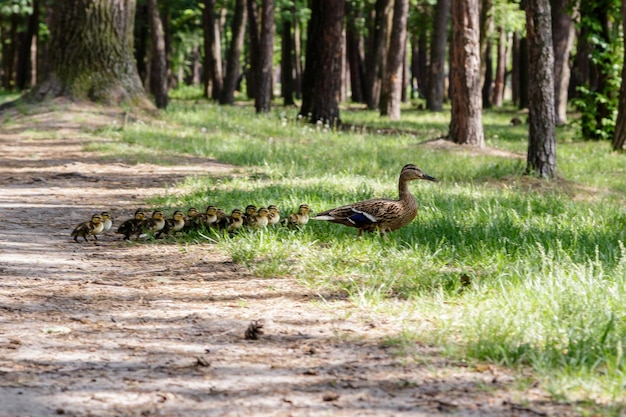 Duck with ducklings move to the pond