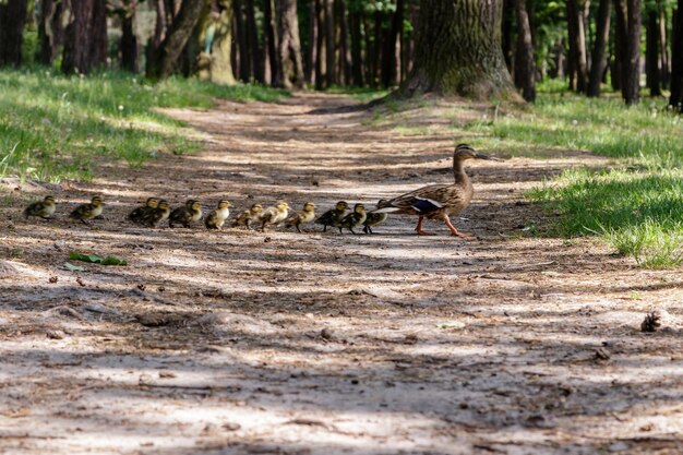 Duck with ducklings move to the pond