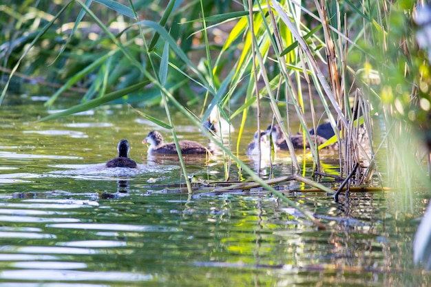 Photo duck with ducklings on the river