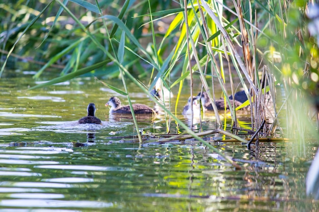 Duck with ducklings on the river