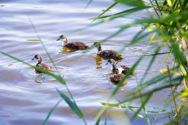 Duck with ducklings on the river