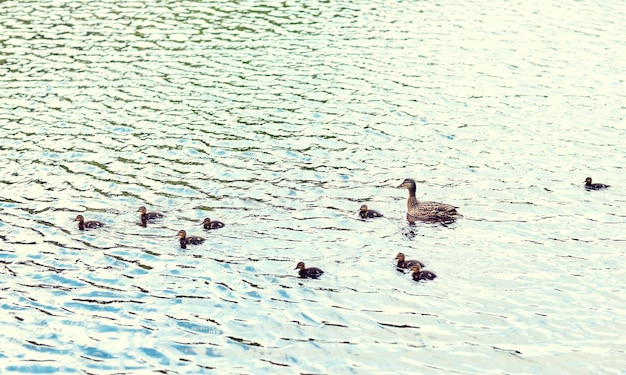 duck with ducklings swimming in lake or river