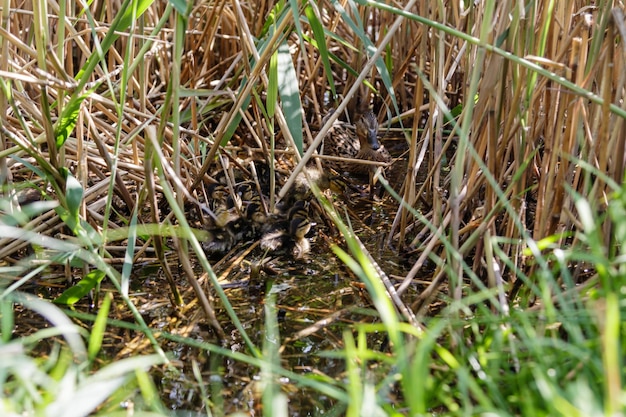 Duck with ducklings swimming on the water body