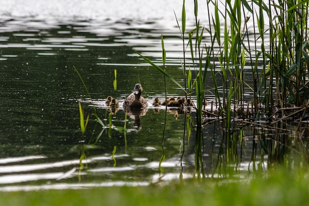 Photo duck with ducklings swimming on the water body