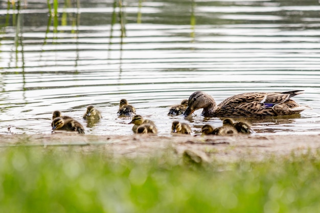 Duck with ducklings swimming on the water body