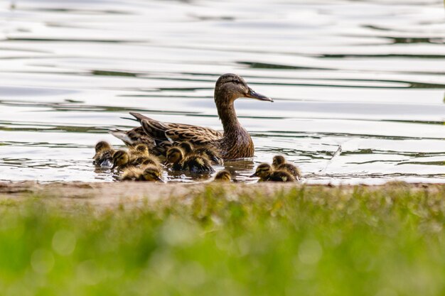 水域で泳ぐアヒルの子とアヒル