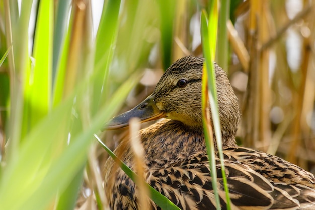 Duck with ducklings swimming on the water body