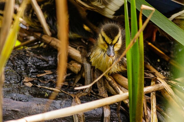 Duck with ducklings swimming on the water body