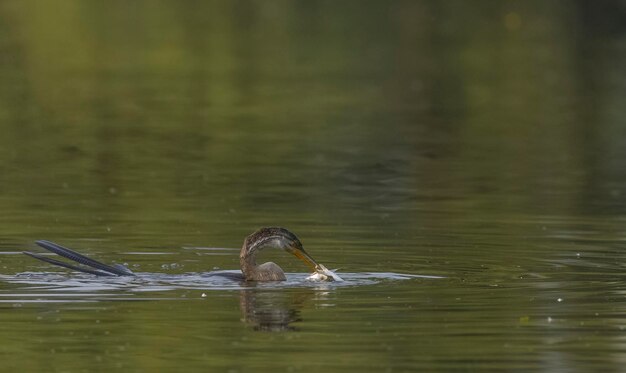 A duck with a fish in its beak