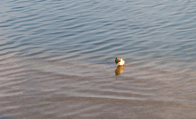 Photo a duck with a green head on the edge of the pond