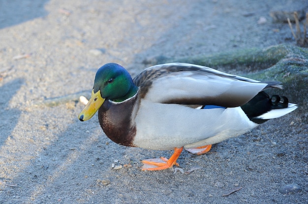 Duck with a green head