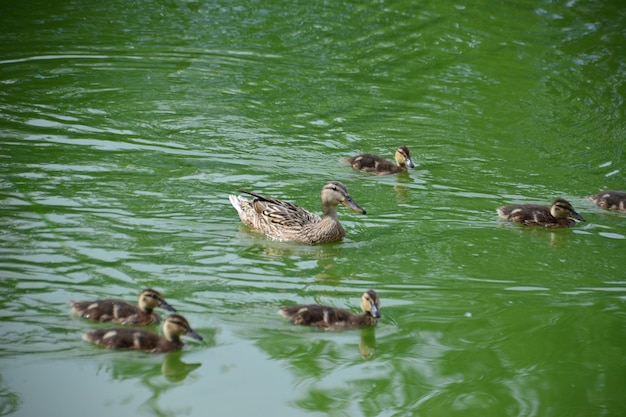 duck with little ducklings swimming in the pond