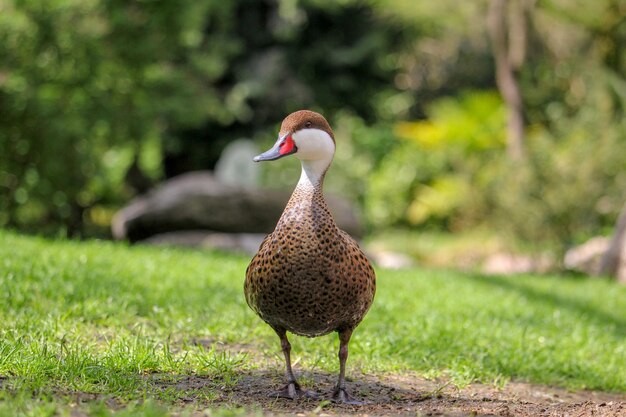 A duck with a red eye stands on the grass in front of a tree.