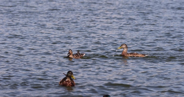 Foto un'anatra con piccoli anatre nuota sul lago in estate