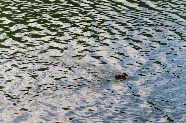 A duck with small ducklings swims on the water