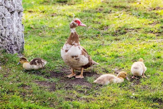 Duck with small ducks on a green grass looking for food 