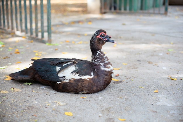 Duck in the yard