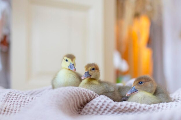 duckling in basket on veranda of a country house spring and Easter vibes concept