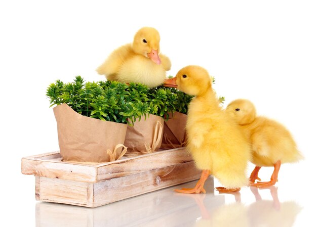 Duckling and bushes isolated on white