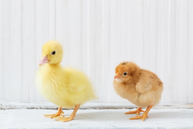 Duckling and chicken on white wood 