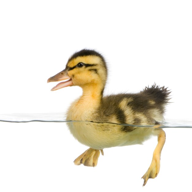 Duckling floating on water in front of a white background