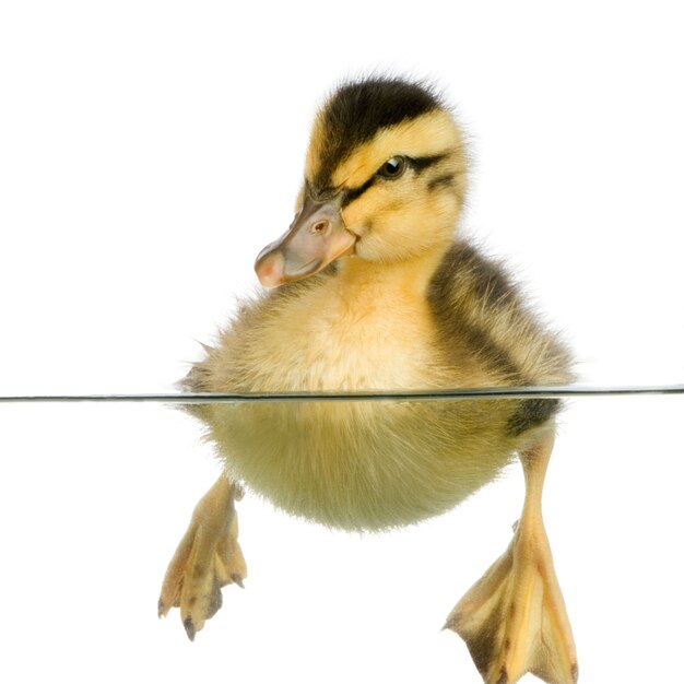 Duckling floating on water in front of a white background