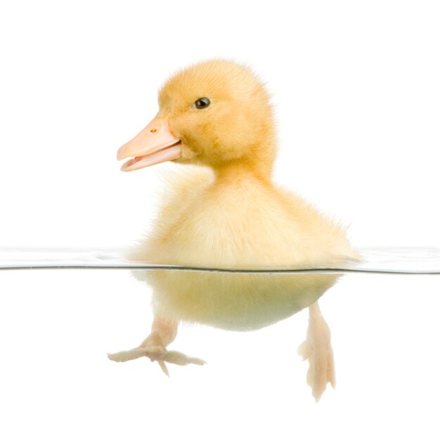 Duckling floating on water in front of a white background