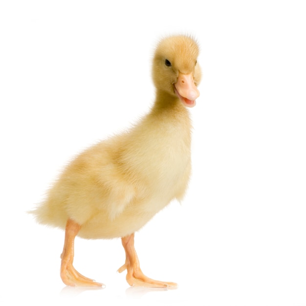 Duckling in front of a white background