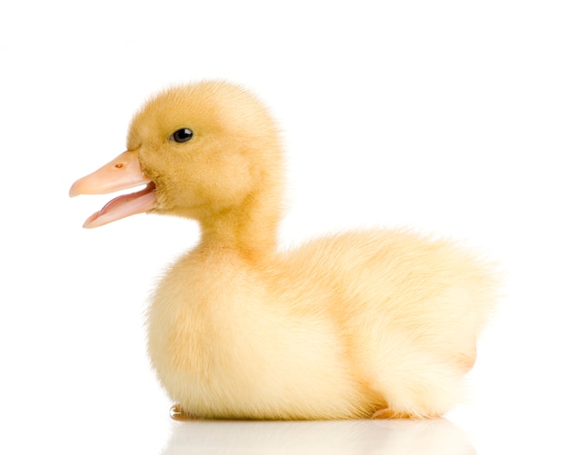 Duckling in front of a white background