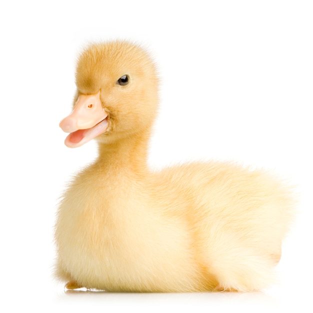 Duckling in front of a white background