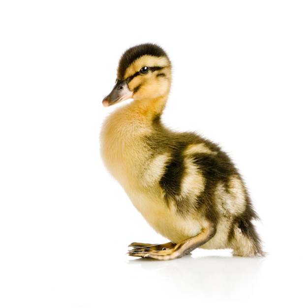 Duckling in front of a white background