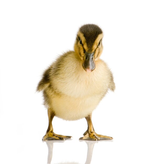 Duckling in front of a white background