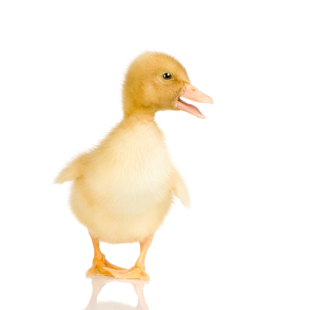 Duckling in front of a white background