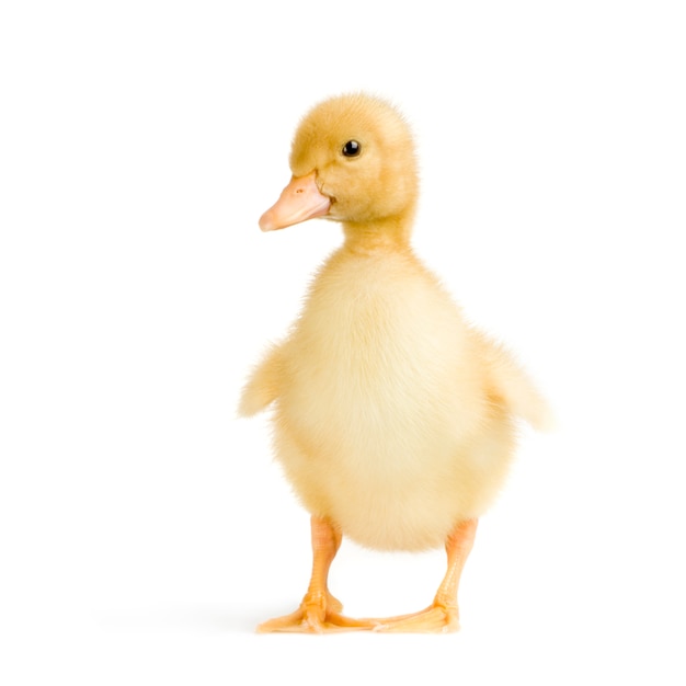 Duckling in front of a white background