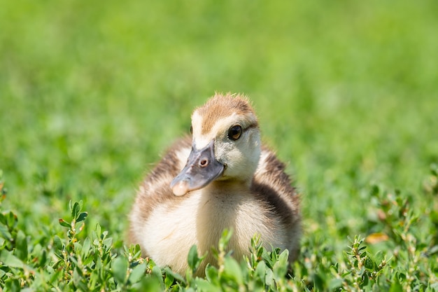 Duckling on the grass