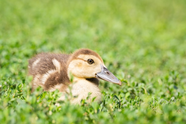 Duckling on the grass