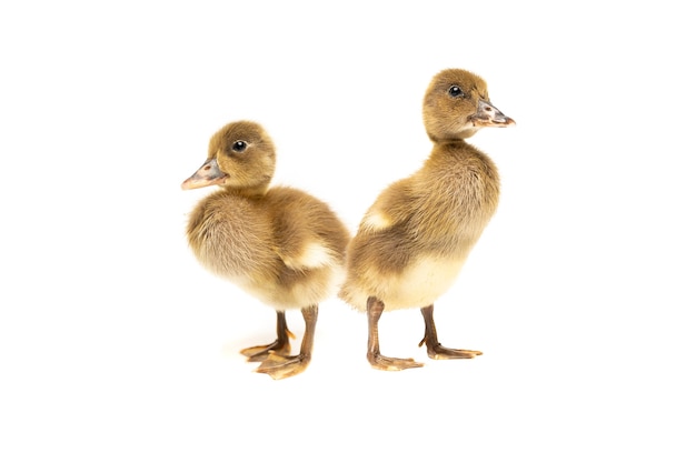 Duckling isolated on white background