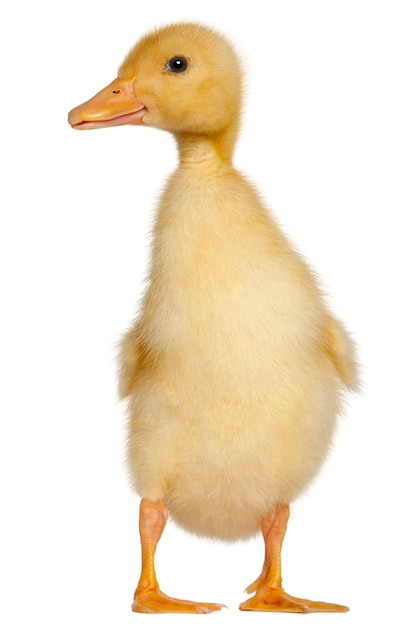 Duckling standing in front of white background