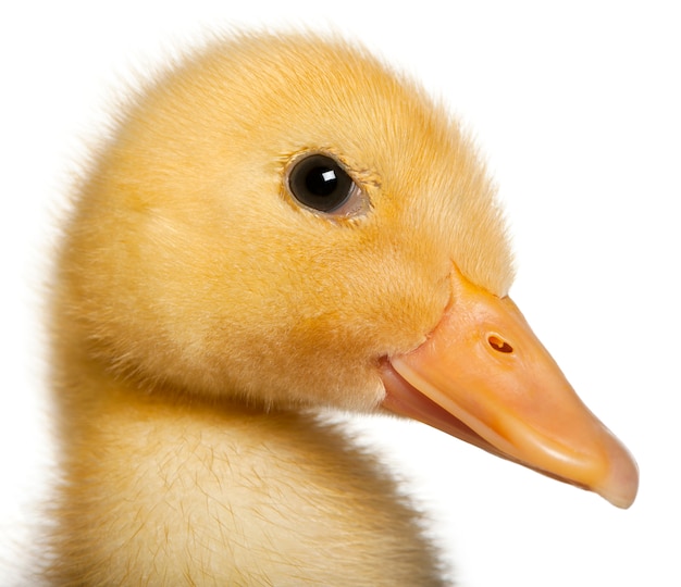 Duckling standing in front of white background