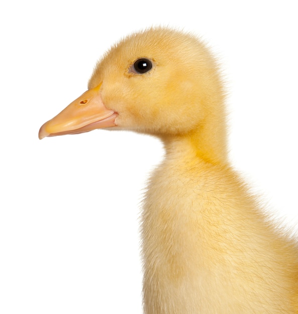 Duckling standing in front of white background