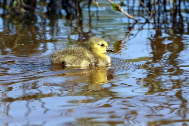 写真 湖で泳ぐアヒルの子