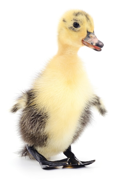 Duckling who are represented on a white background