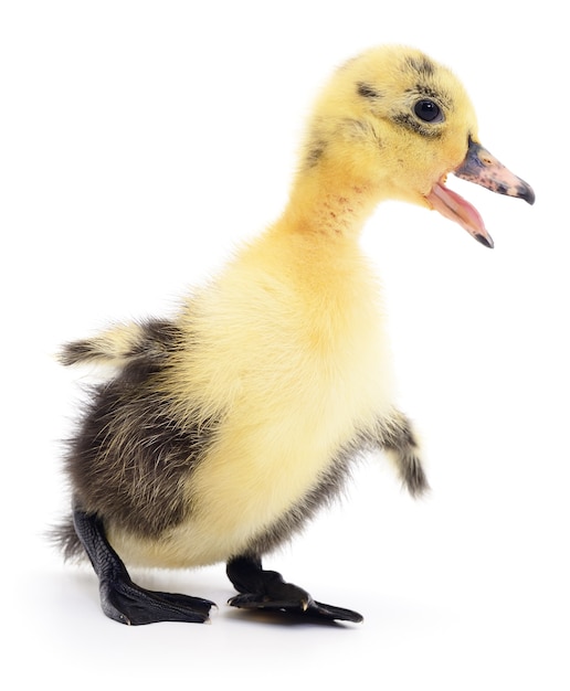 Duckling who are represented on a white background