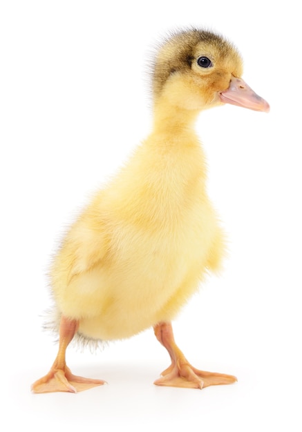 Duckling who are represented on a white background