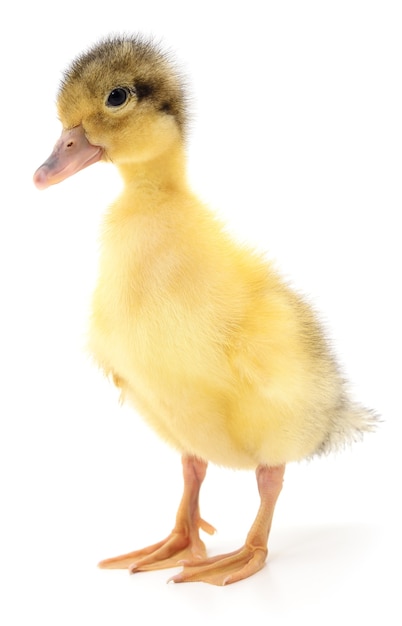 Duckling who are represented on a white background