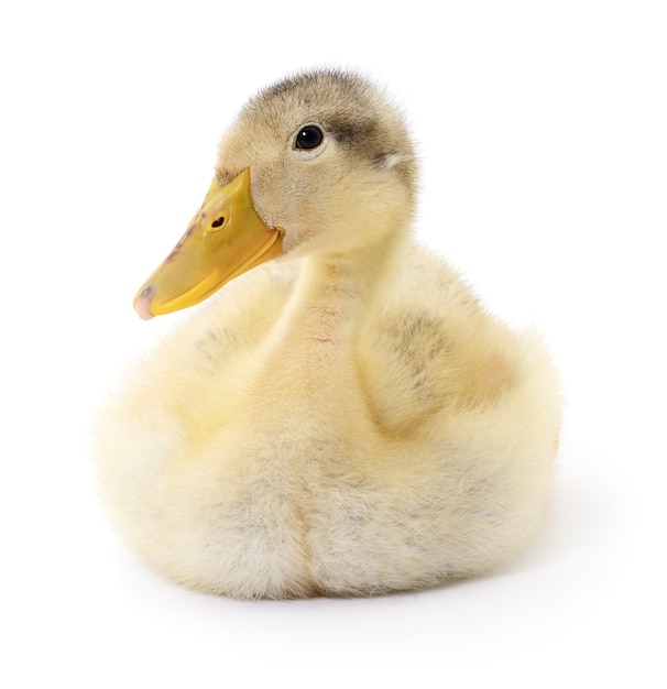 Duckling who are represented on a white