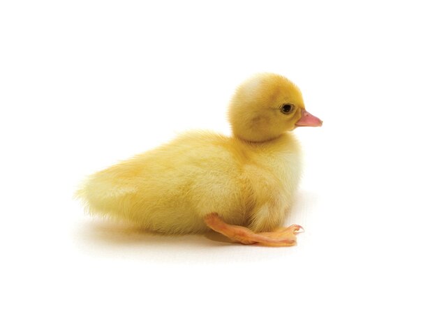 Duckling