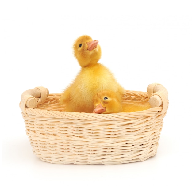 Ducklings in a basket.