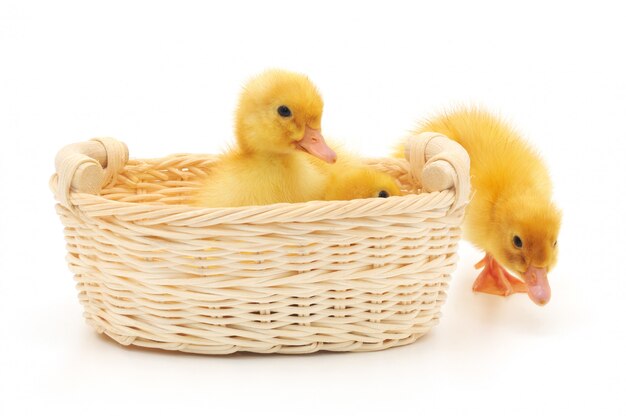 Ducklings in a basket.