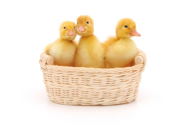 Ducklings in a basket.